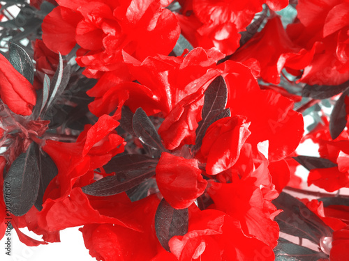 Japanische Azalee-Zwergrhododendron-Graziella