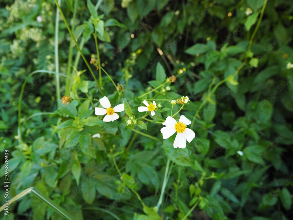 Dazzling wildflowers white and yellow in the forest Dazzling wildflowers white and yellow in the forest