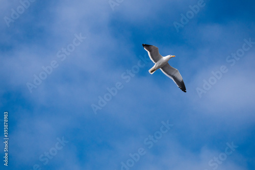 seagull in flight