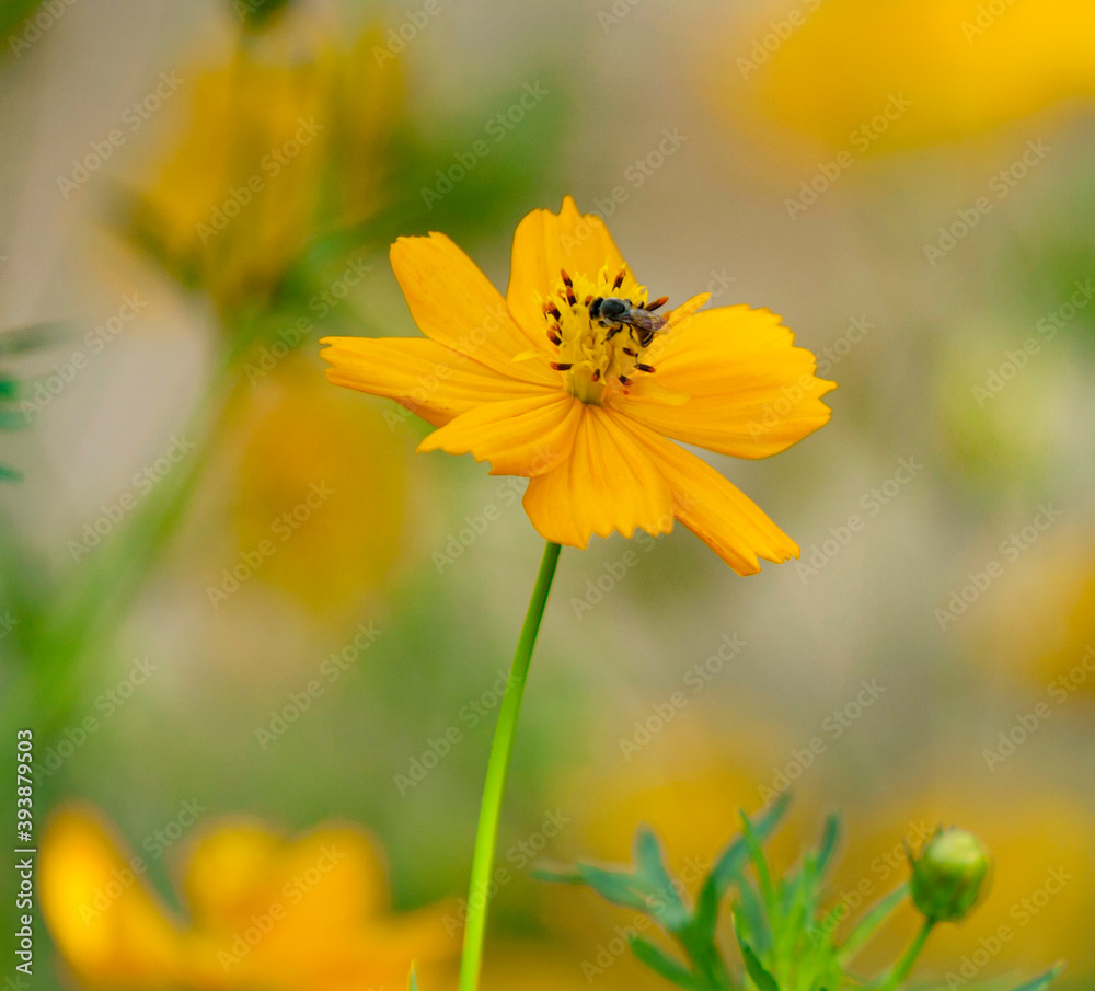 flowers and bee on bur background flowers and bee on bur background