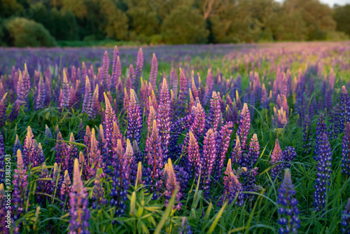 Summer field of lupin flowers at sunrise. Summer warm moody background. Purple, pink and green, setting sun, tranquility, joy, meditation 