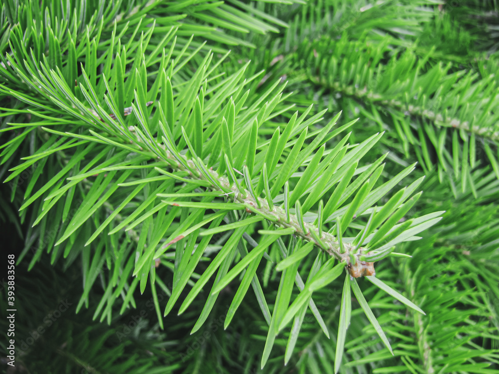 Green fresh Christmas tree branch close up Green fresh Christmas tree branch close up