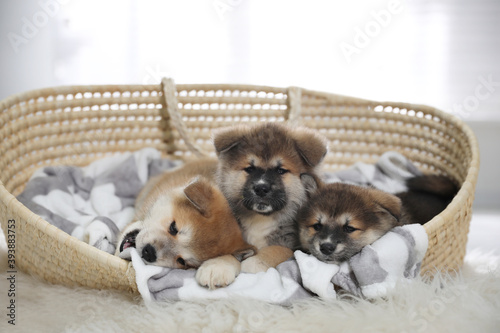 Adorable Akita Inu puppies in dog bed indoors © New Africa