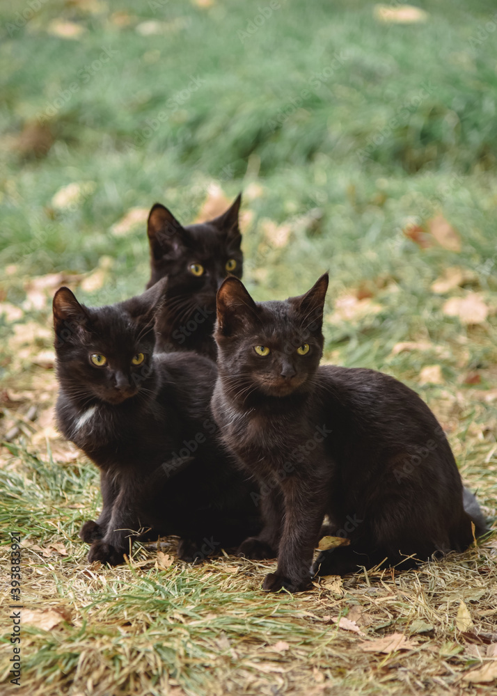 Three black kittens look at something with an angry look