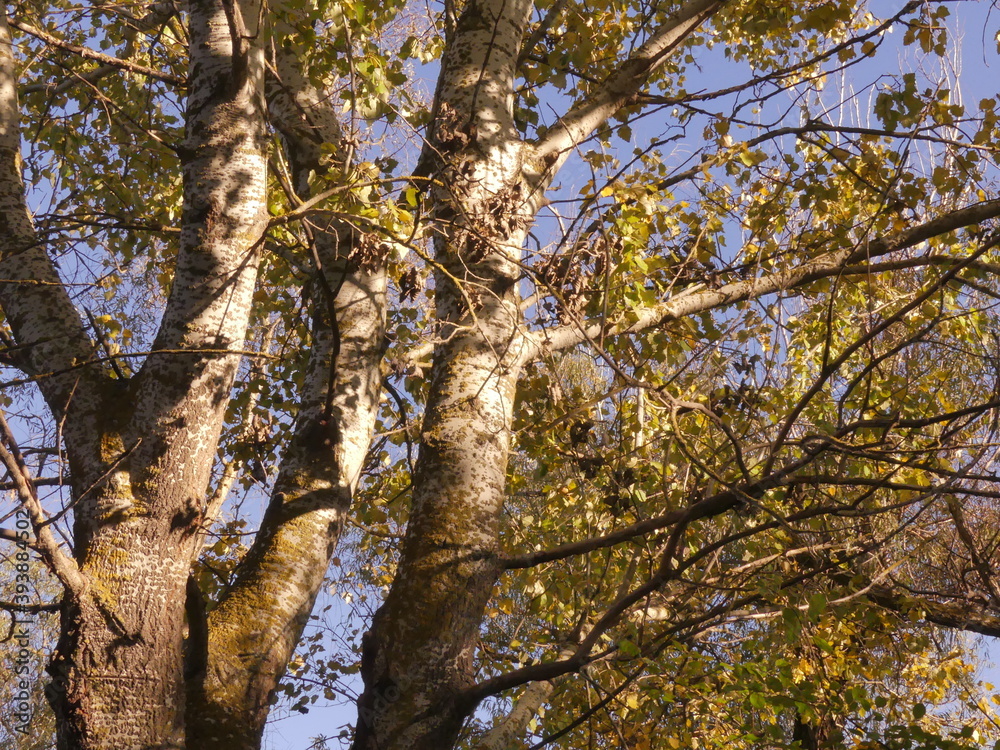 Fototapeta premium Autumn is the most beautiful (picturesque) season in the forest. Odessa region (Ukraine).