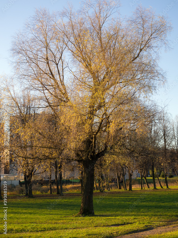 tree in the park tree in the park