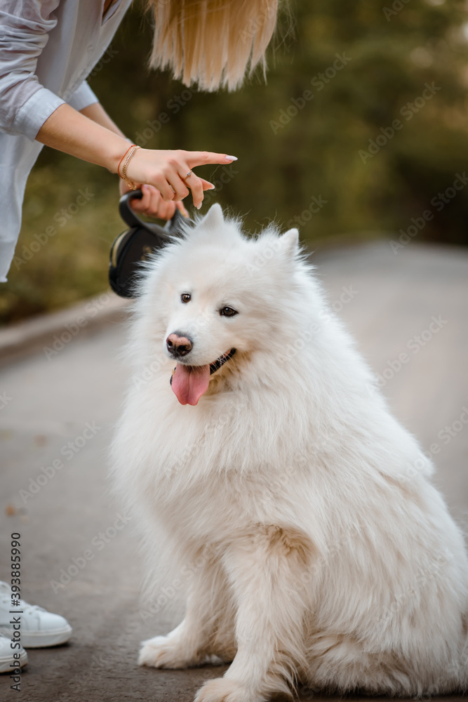 Fototapeta premium samoyed white dog walking outdoors in the park