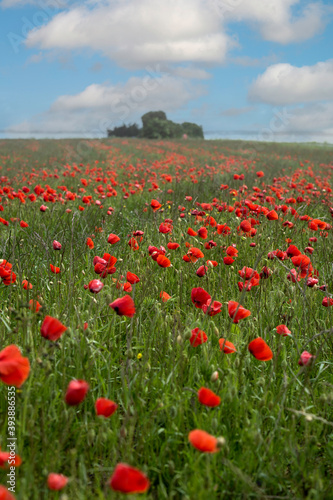 FIELD OF POPPIES