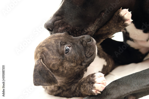 Staffordshire terrier two-month puppy dog. Young dog sitting with mommy Dog. Dog mom kissing she's puppy dog. Two month puppy. Dog family