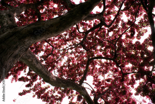 Underneath The Cherry Tree