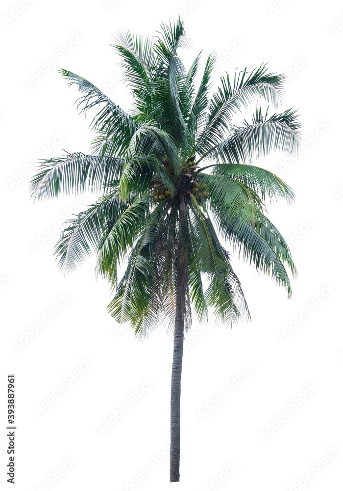 Obraz premium One big coconut tree with clipping path on isolate white blackground.