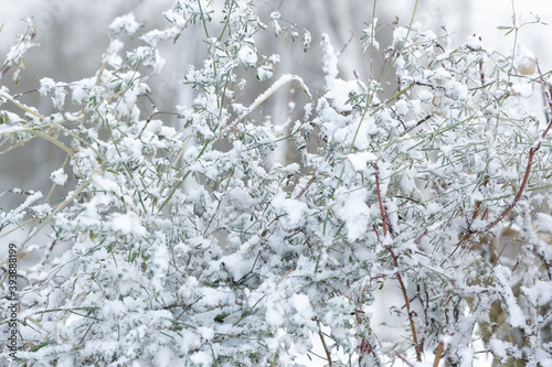 Green grass of bushes under first snow, snowy landscape, natural white grey monochrome background, winter onset concept