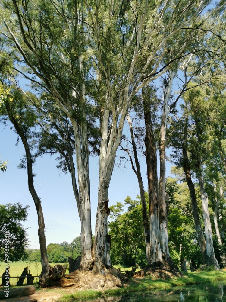 trees on the farm