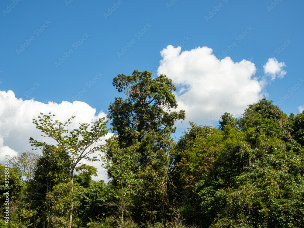 Green forest on the background of the sky and white clouds Green forest on the background of the sky and white clouds