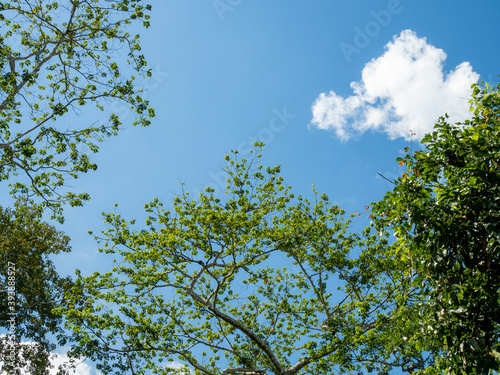 Green trees on the background of the sky and white clouds