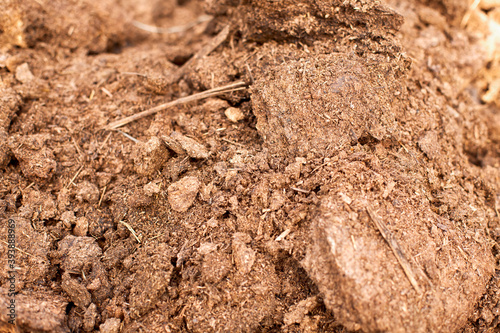 Close-up of manure. Natural organic fertilizer