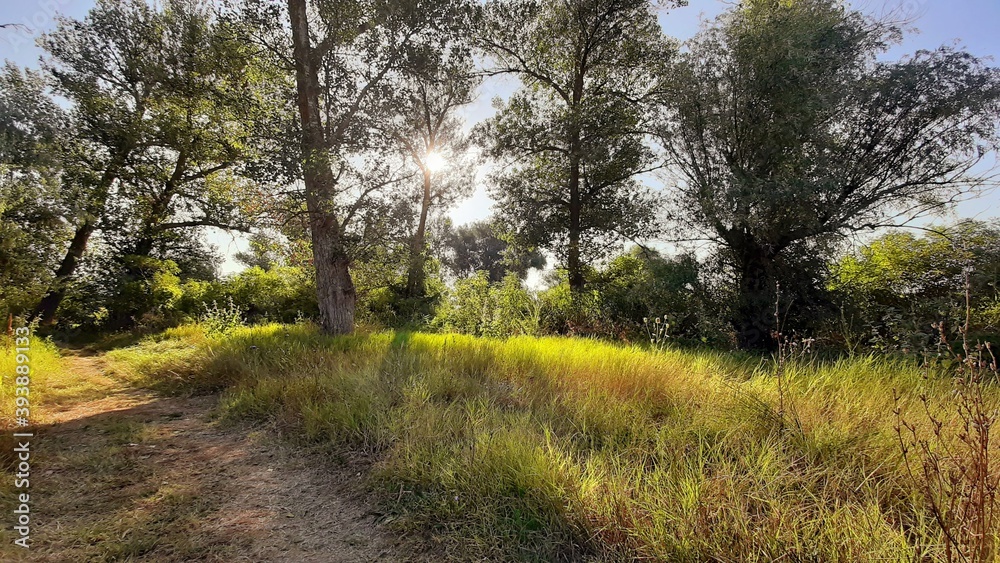 Fototapeta premium path in the park