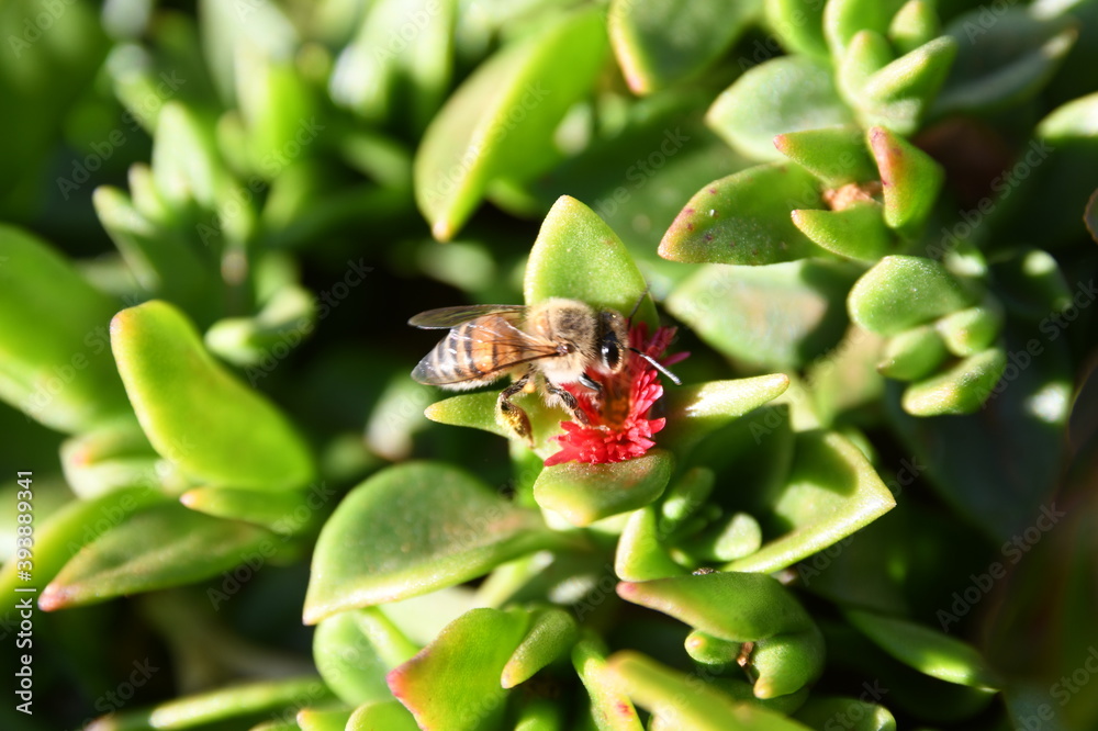 Fototapeta premium bee on flower