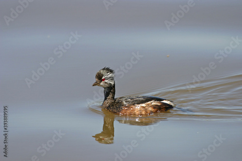 White-tufted Grebe, Rollandia rolland, on the water photo