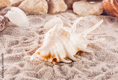 Sea shell .On the sand