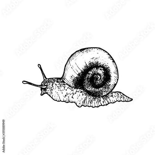 vector ink drawing snail