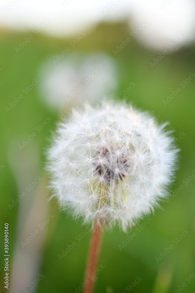 Fototapeta premium dandelion head