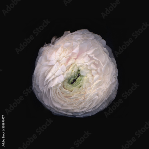 scan fleur de renoncule vue du dessus sur fond noir photo