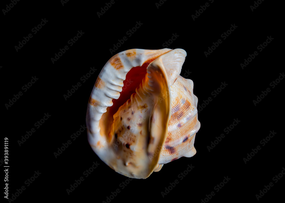 Isolated sea shell illuminated by side light on black background Isolated sea shell illuminated by side light on black background