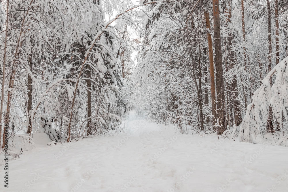 Winter landscape, trees in the snow. Beauty in nature. Beautiful panorama of the winter forest. Winter landscape, trees in the snow. Beauty in nature. Beautiful panorama of the winter forest.