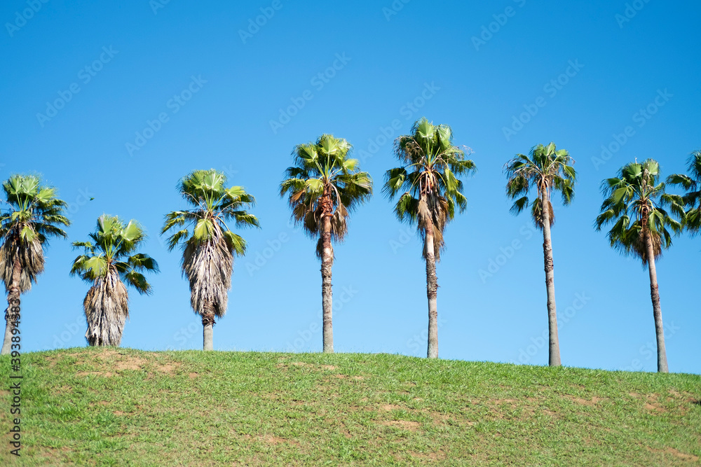 palm tree palm tree