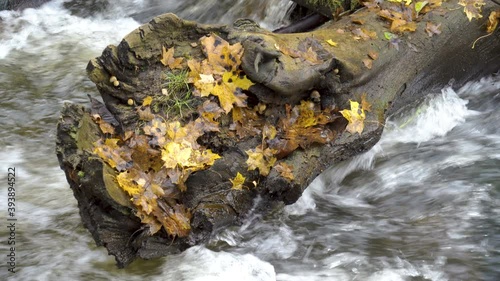 The yellow leaves on the tree trunk on the river in Nommeveski Estonia in the forest of Lahemaa National Park  in Estonia photo