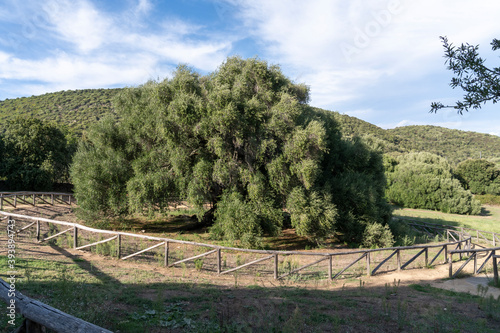 Welt   lteste Olivenbaum
