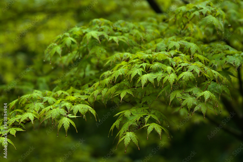 close up of a tree