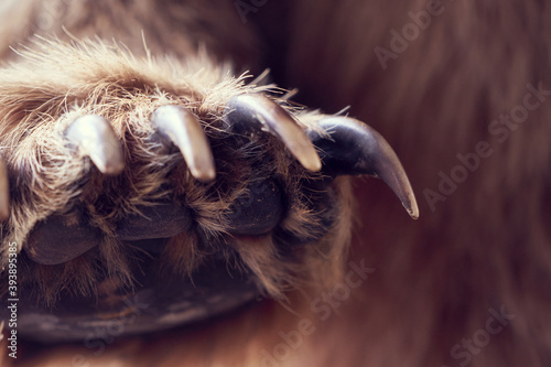 Paw brown bear with claws.