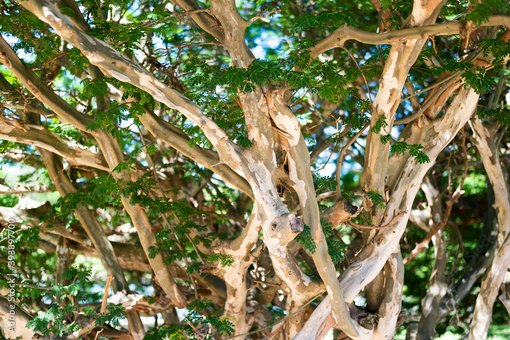 tangle of branches and leaves tangle of branches and leaves