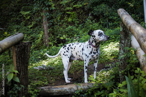 Summer portrait of cute dalmatian dog with black spots