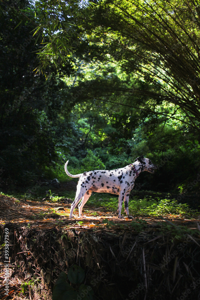 Summer portrait of cute dalmatian dog with black spots Summer portrait of cute dalmatian dog with black spots