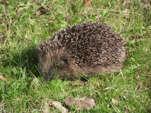 Hedgehog on lawn looking for food