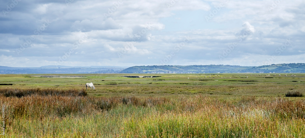 North Gower Marshes