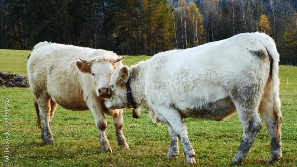 Cows in the mountains. Happy alpine milky cows are grazing in the grass. Rural scene, in the background Tatra mountains, Poland, Europe. Well-fed, well-groomed alpine cows, bulls and calfs. Cows in the mountains. Happy alpine milky cows are grazing in the grass. Rural scene, in the background Tatra mountains, Poland, Europe. Well-fed, well-groomed alpine cows, bulls and calfs.