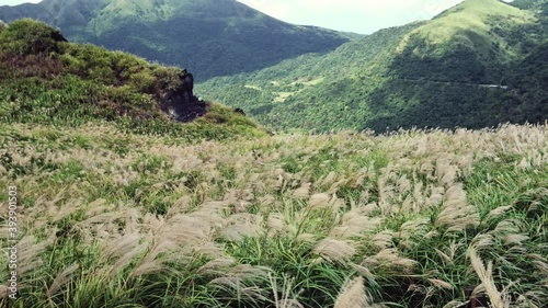 Oct 31, 2020. Shoot at Xiaoyoukeng trail in Yangmingshan National Park in Taiwan. Xiaoyoukeng is known for fumaroles, hot springs, sulphur crystals. In autumn, Yangmingshan is covered with miscanthus. photo