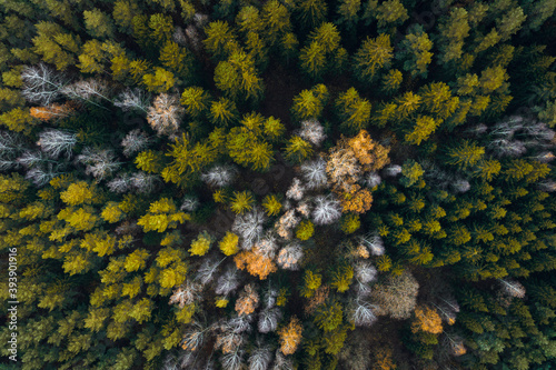  Aerial view over deforestation. Tree felling in the middle of forest. Autumn colors at sunrise. Abstract look on earth texture. 
