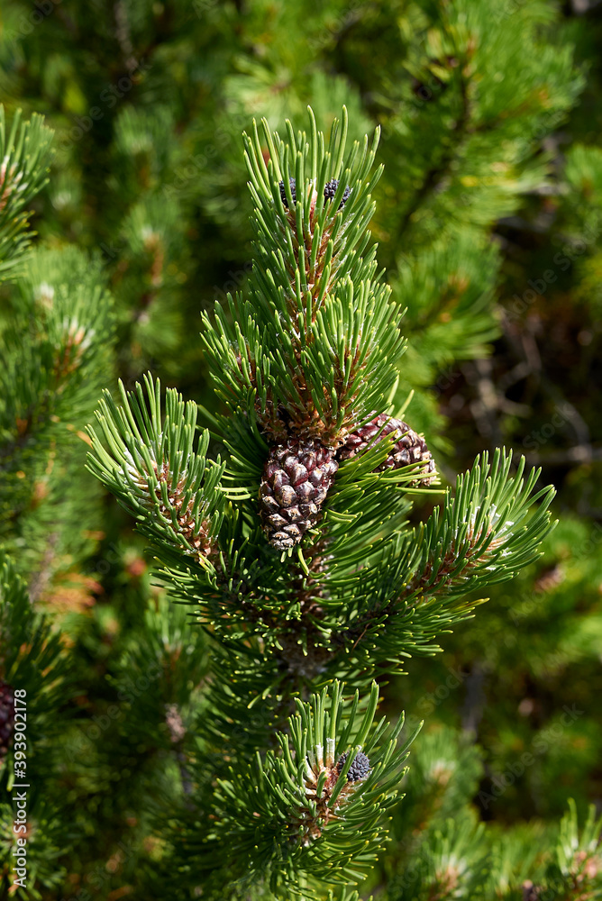 Pinus mugo 