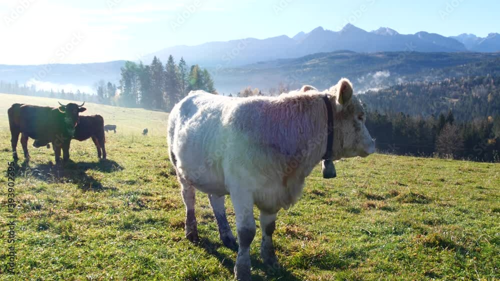 Cow In The Mountains Happy Alpine Milky Cows Are Grazing In The Grass Rural Scene In The