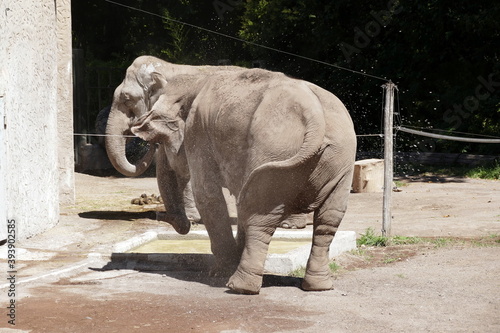 The animals of the biopark of rome italy  zoological garden 