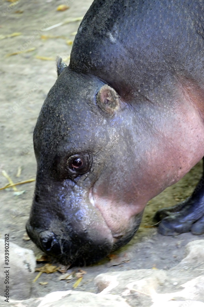 The animals of the biopark of rome,italy (zoological garden) The animals of the biopark of rome,italy (zoological garden)