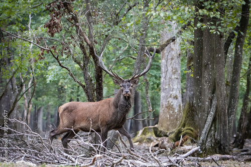 Retrato de ciervo en un bosque