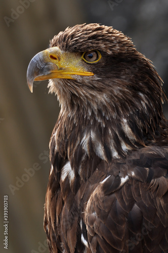 Golden eagle portrait in profile isolated on background.