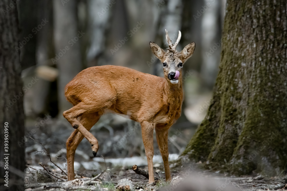 Fototapeta premium Corzo con la pierna levantada y la lengua fuera