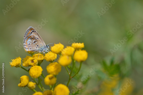 Brown argus in a tansy flower, small brown butterfly . © MothLady